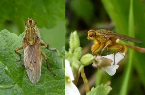 Réf. 217 756 : Scathophaga stercoraria